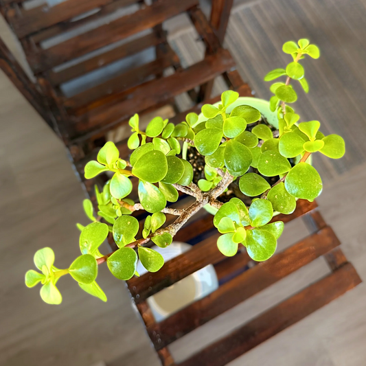 Elephant Bush – Low-Maintenance Succulent in Premium Pot Options