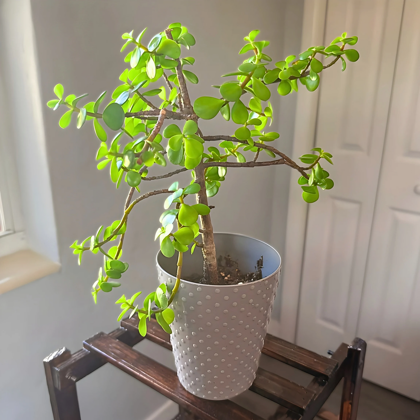 Elephant Bush – Low-Maintenance Succulent in Premium Pot Options