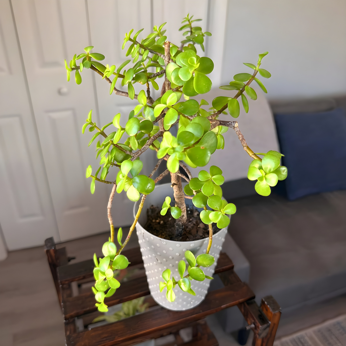 Elephant Bush – Low-Maintenance Succulent in Premium Pot Options