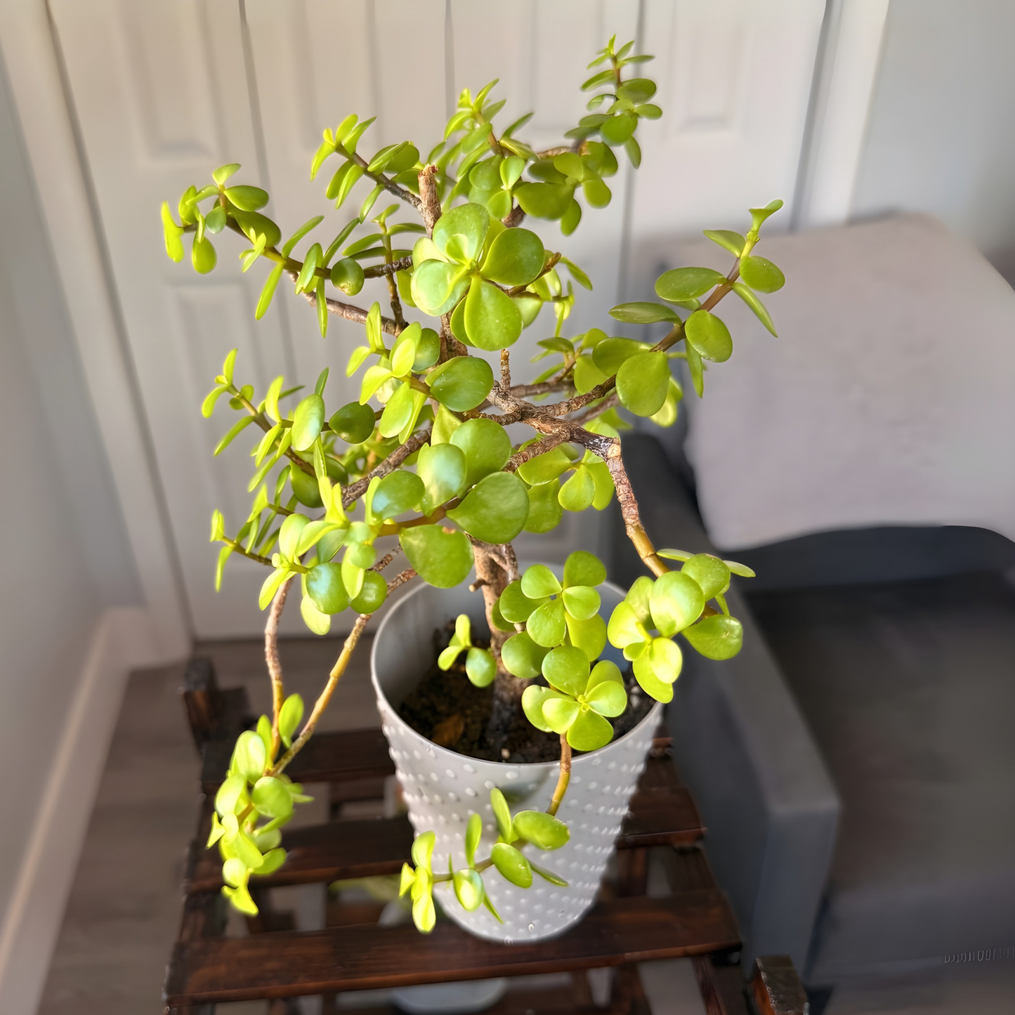 Elephant Bush – Low-Maintenance Succulent in Premium Pot Options