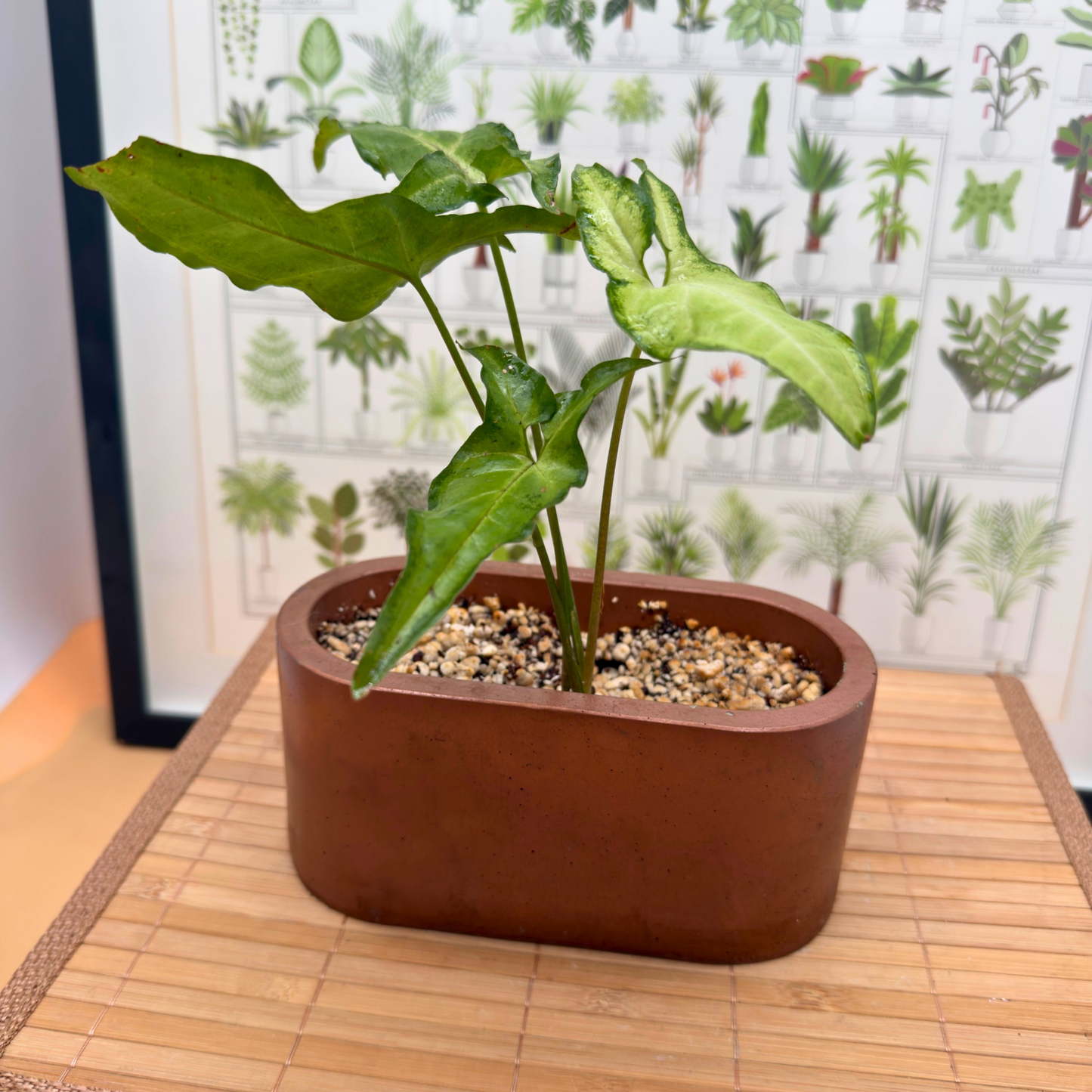 Syngonium ‘White Butterfly’ – Easy-Care Arrowhead Plant in 4.5” Charlie Pot (Signature Oval, Copper Matte)