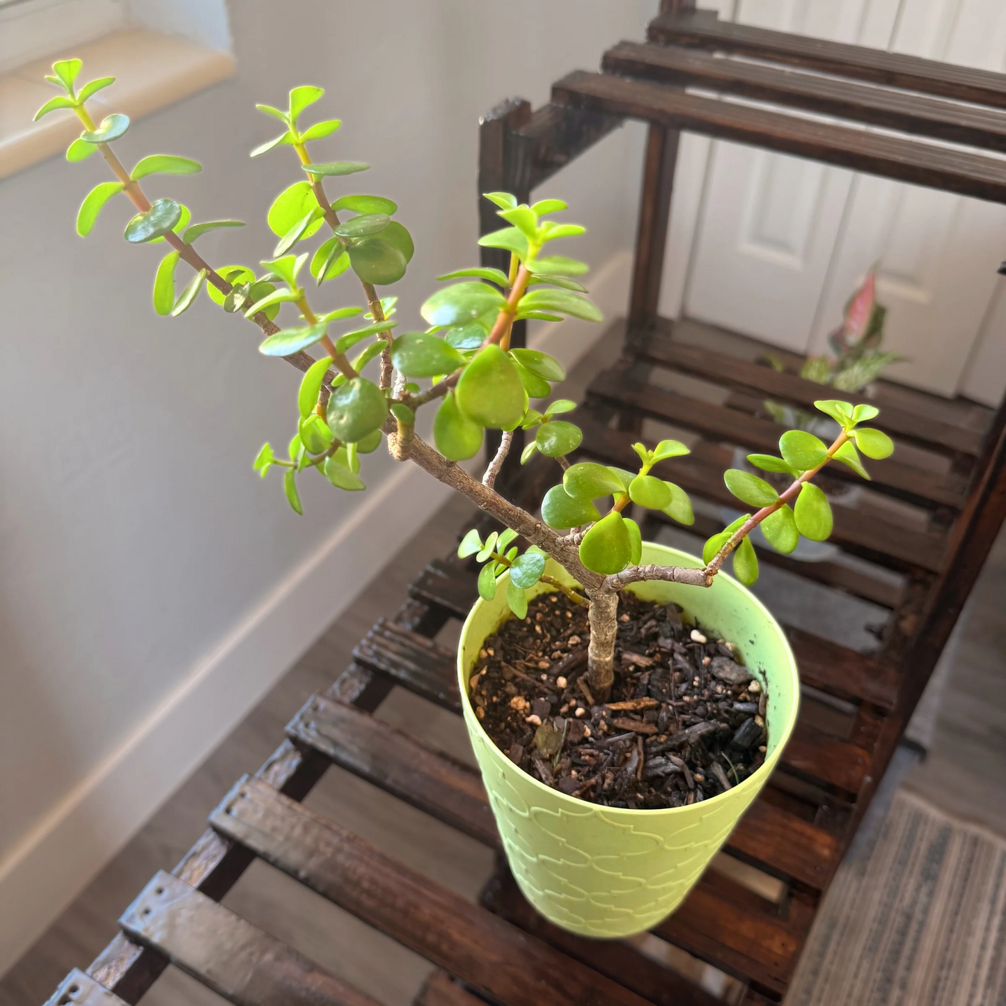 Elephant Bush – Low-Maintenance Succulent in Premium Pot Options