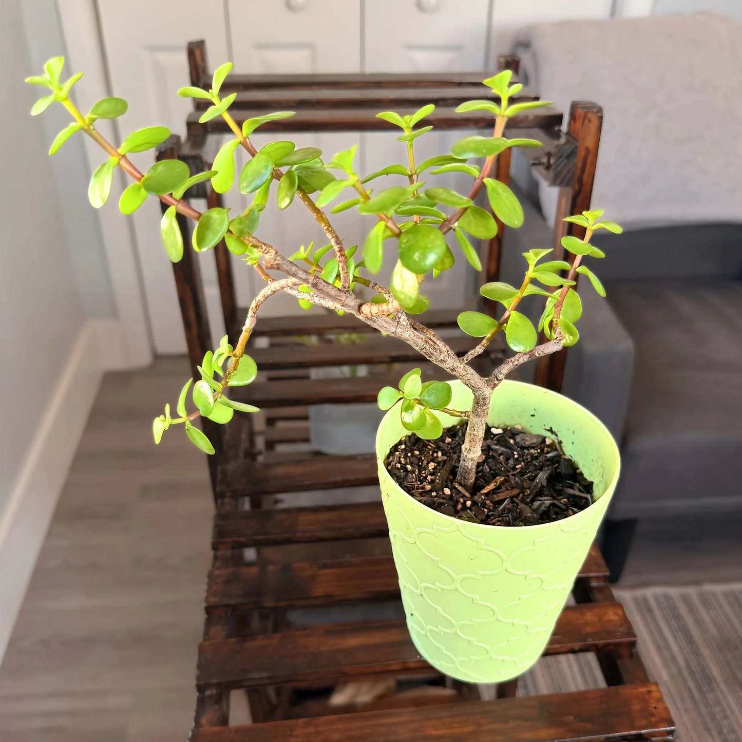 Elephant Bush – Low-Maintenance Succulent in Premium Pot Options