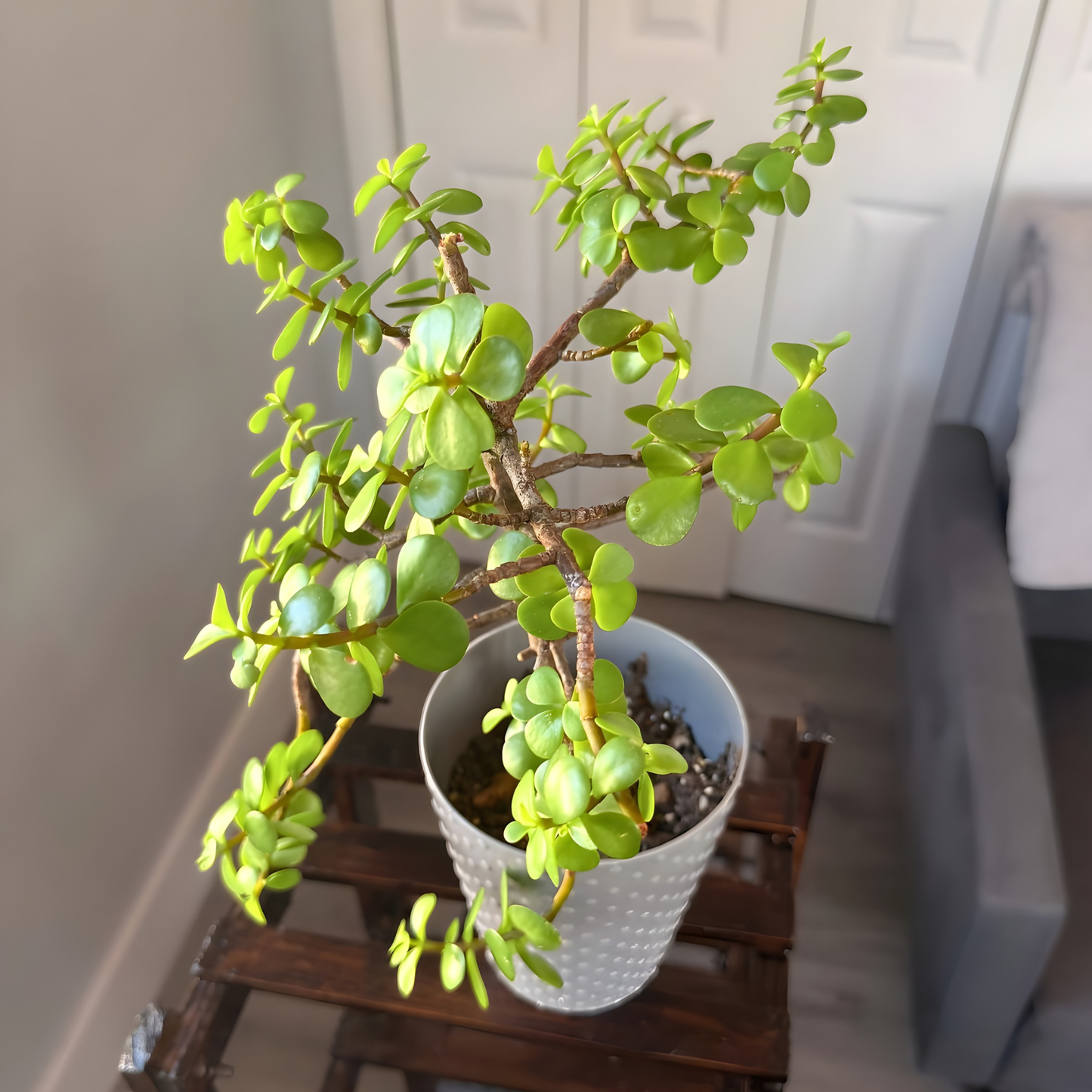 Elephant Bush – Low-Maintenance Succulent in Premium Pot Options