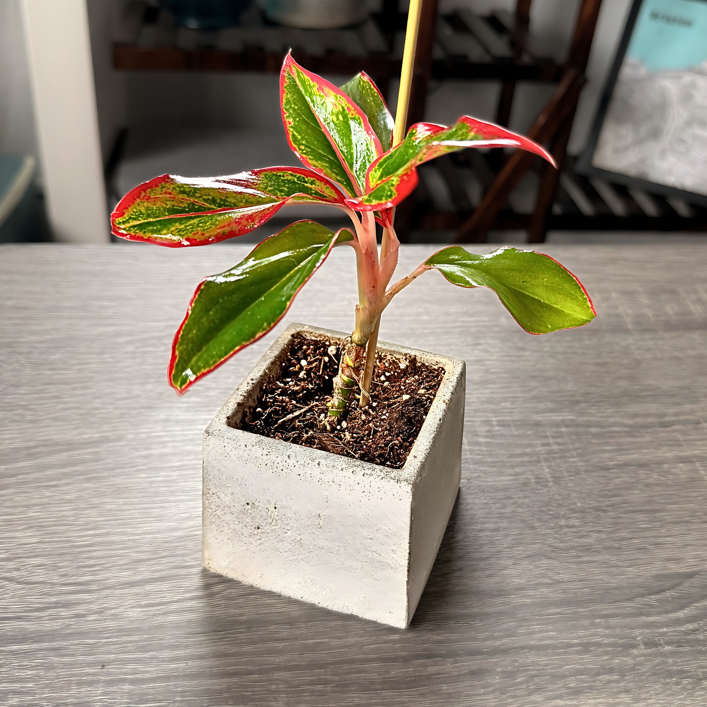 Aglaonema ‘King of Siam’ – Bold Tropical Foliage in Premium Pot Options