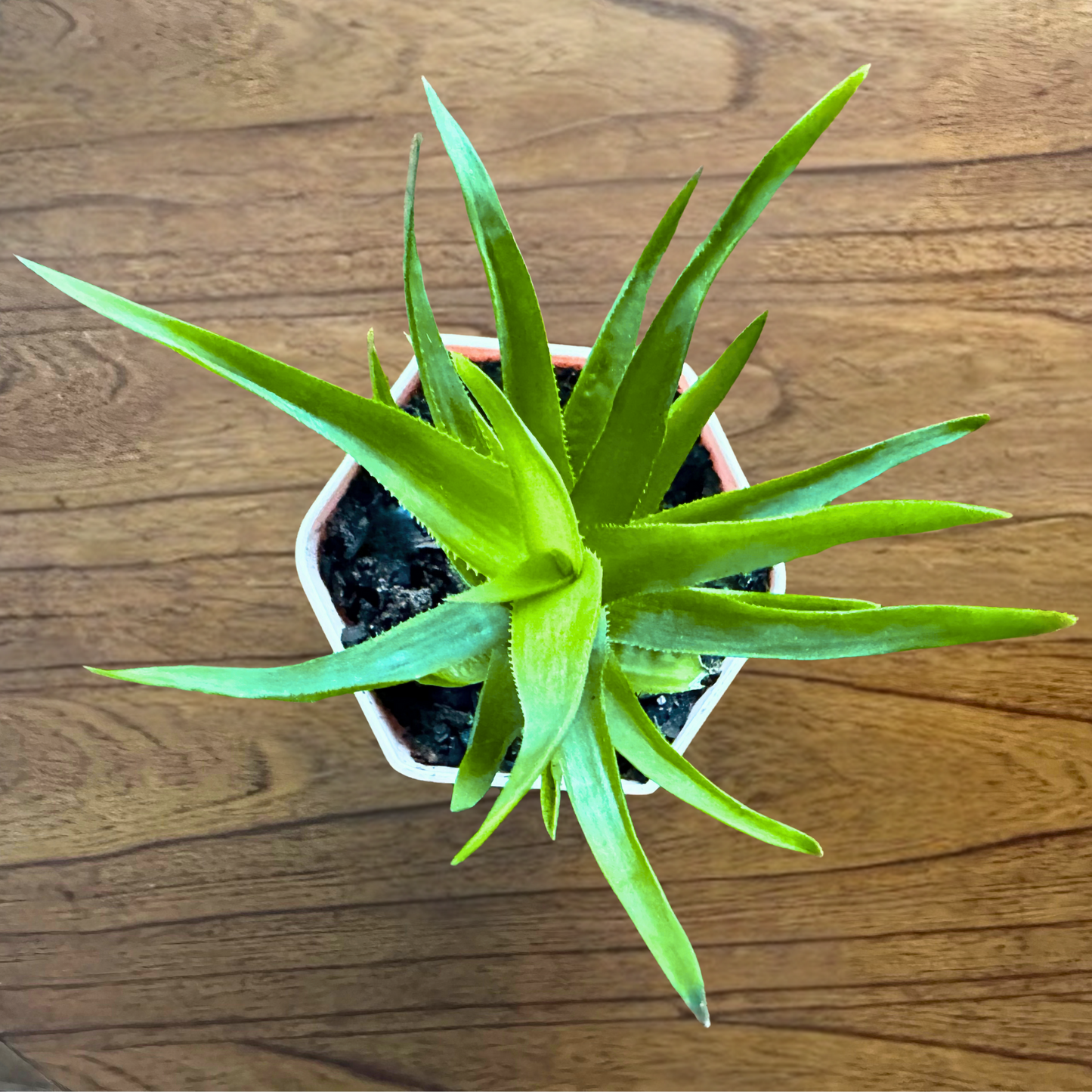 Aloe Vera / Tamaño "Cultivador" 