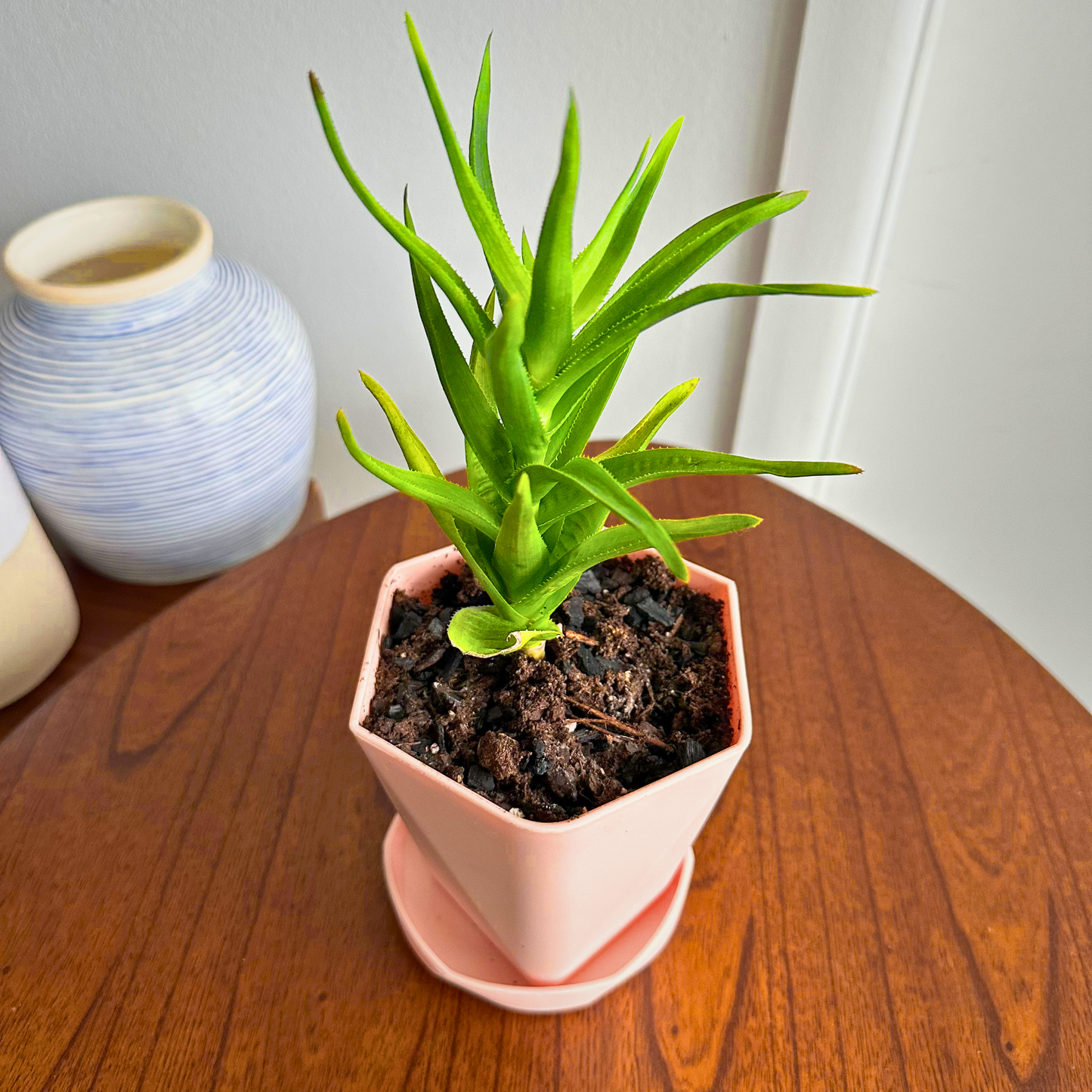 Aloe Vera / "Grower" size