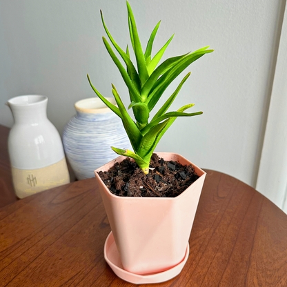 Aloe Vera / "Grower" size