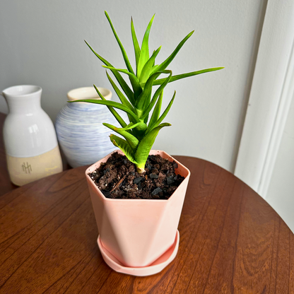 Aloe Vera / "Grower" size