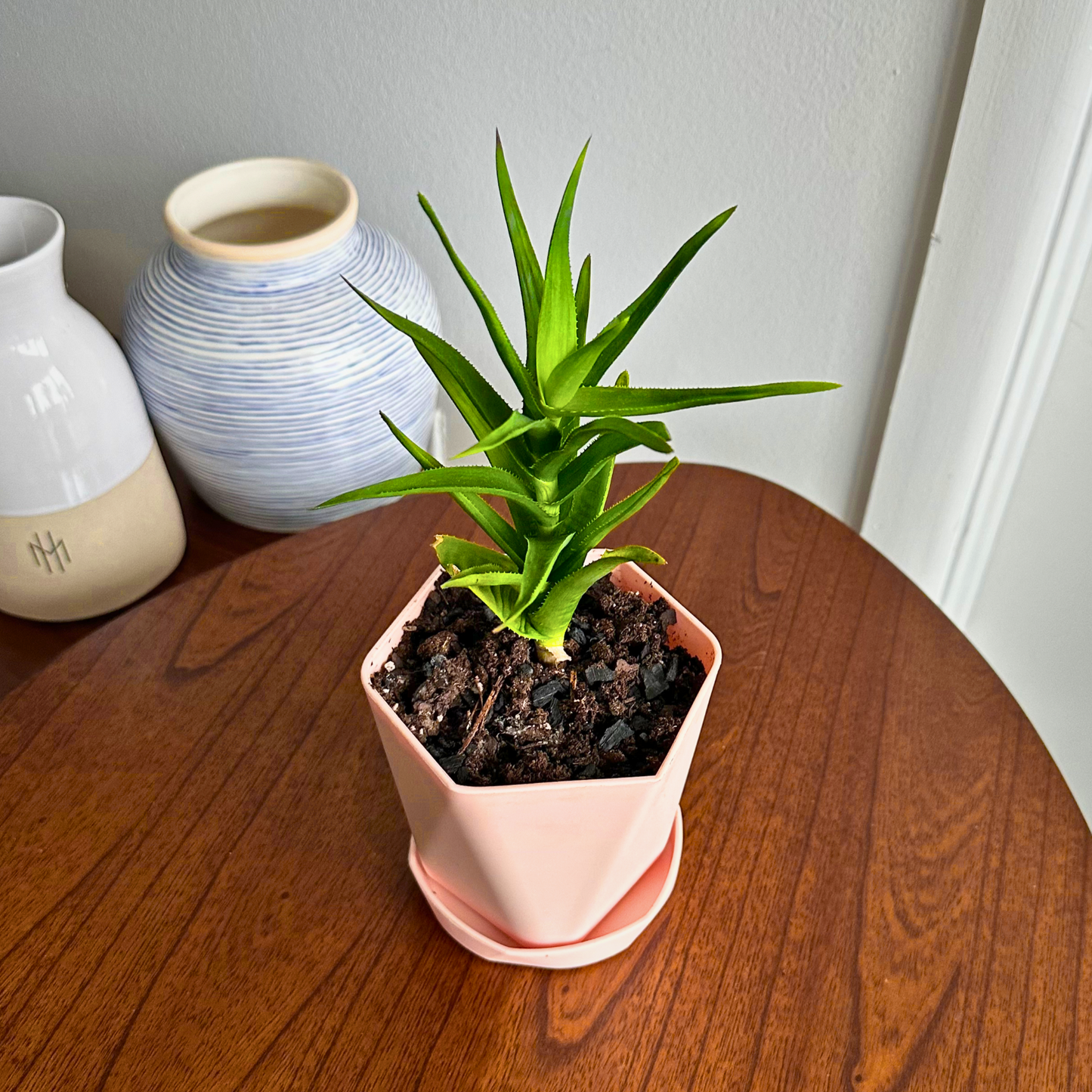 Aloe Vera / "Grower" size