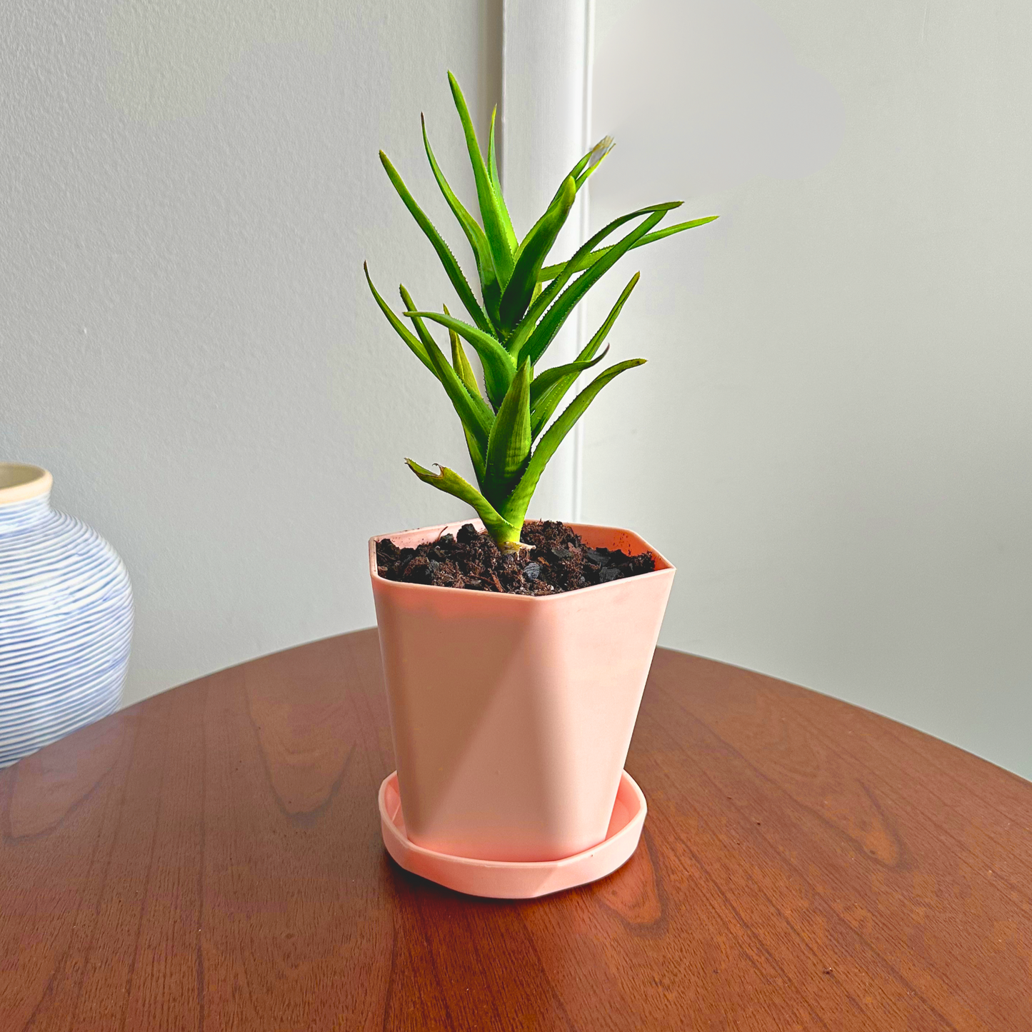 Aloe Vera / Tamaño "Cultivador" 