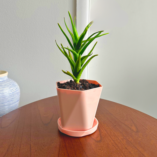 Aloe Vera / "Grower" size