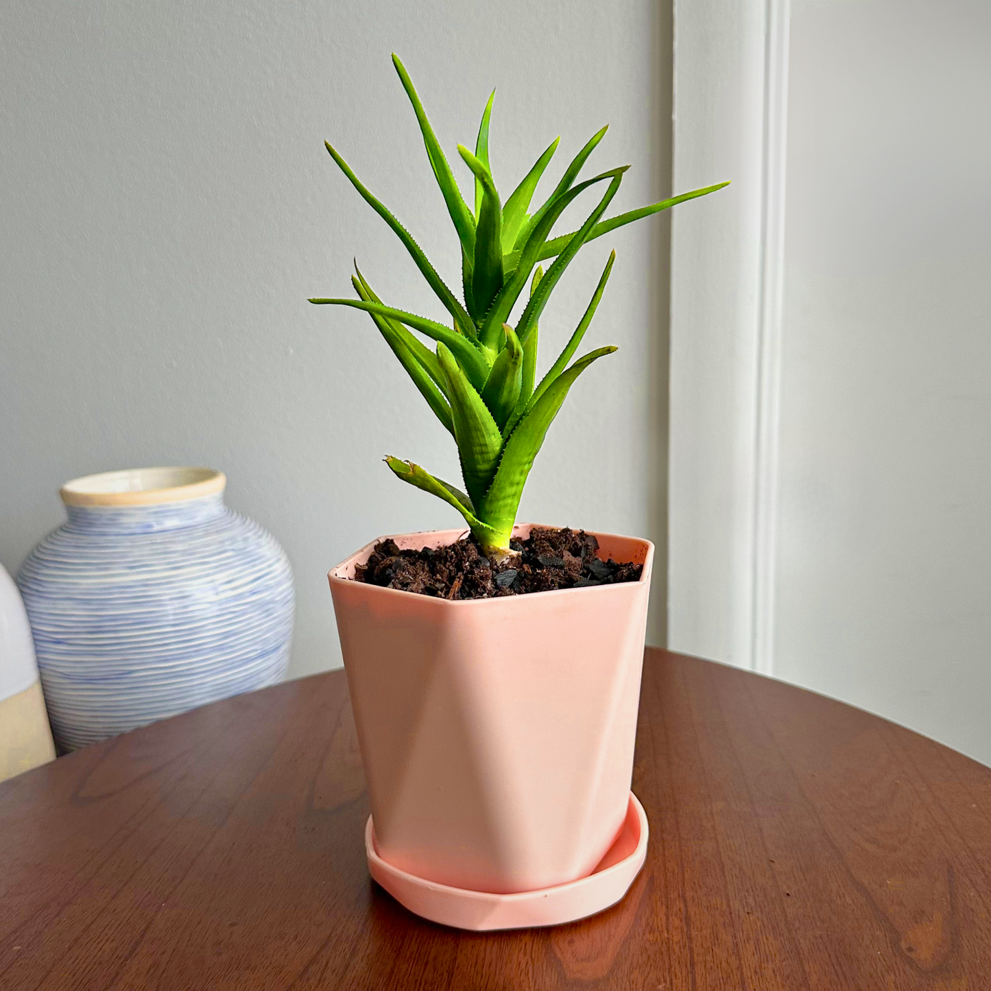 Aloe Vera / "Grower" size