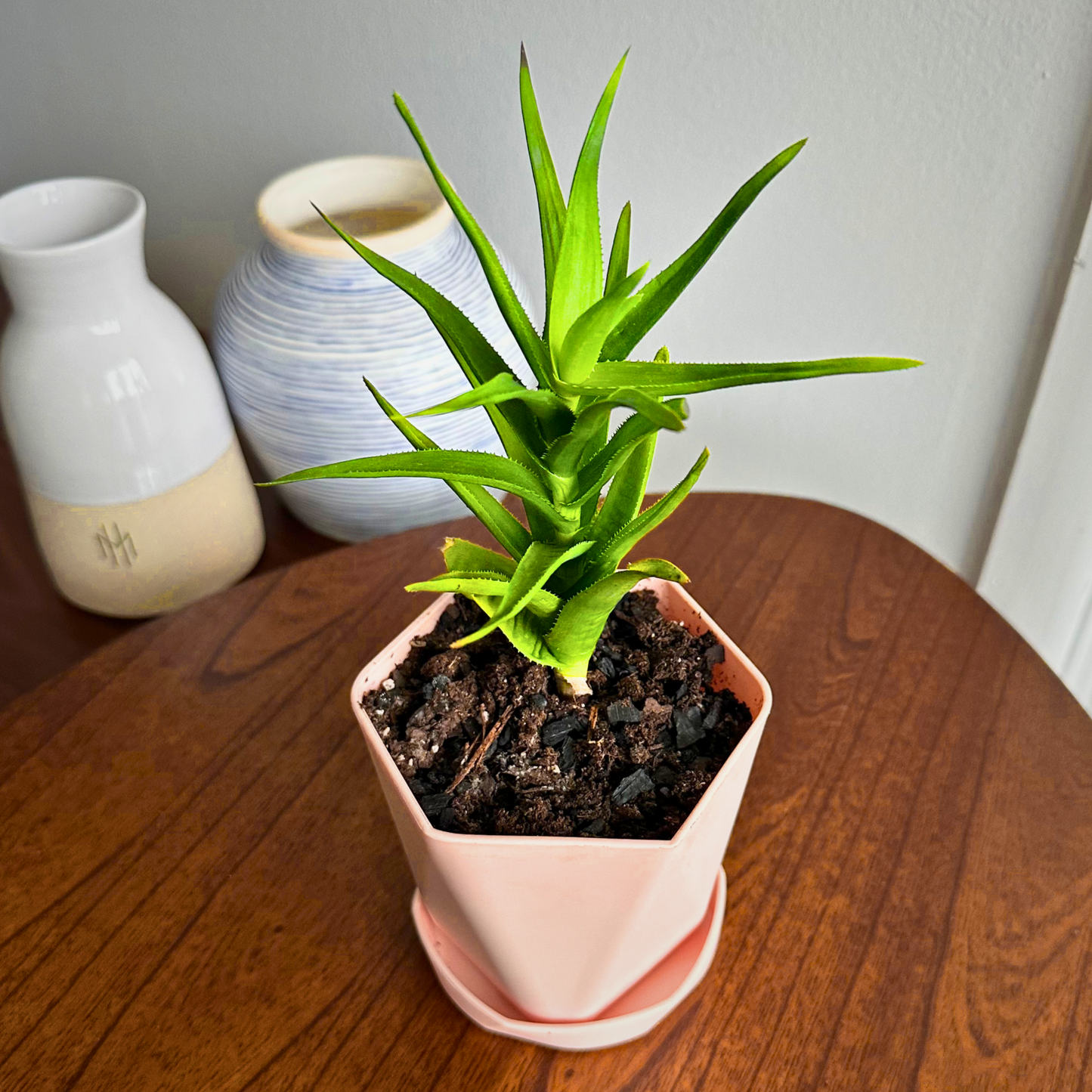 Aloe Vera / Tamaño "Cultivador" 