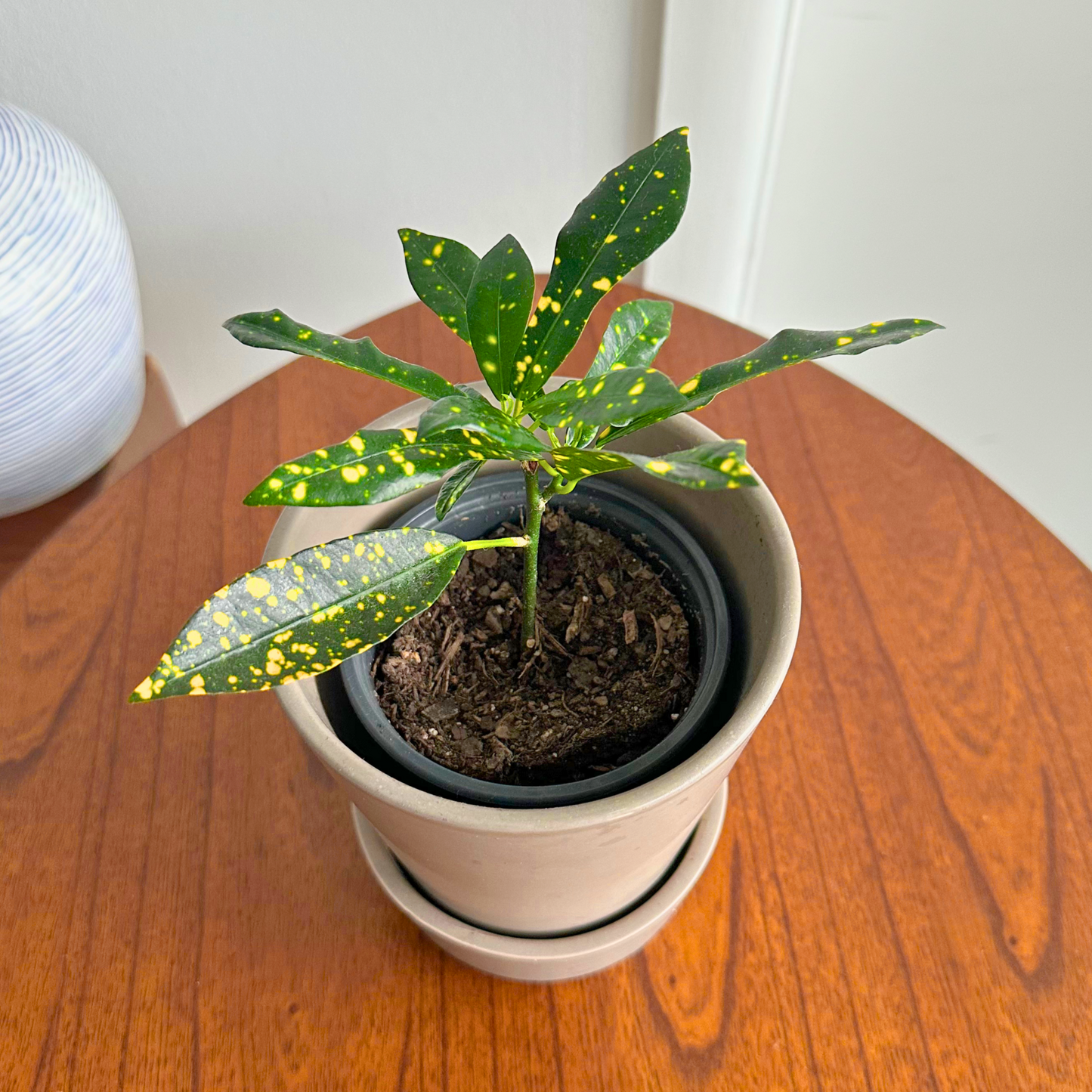 Croton Gold Dust / tamanho “Grower” 