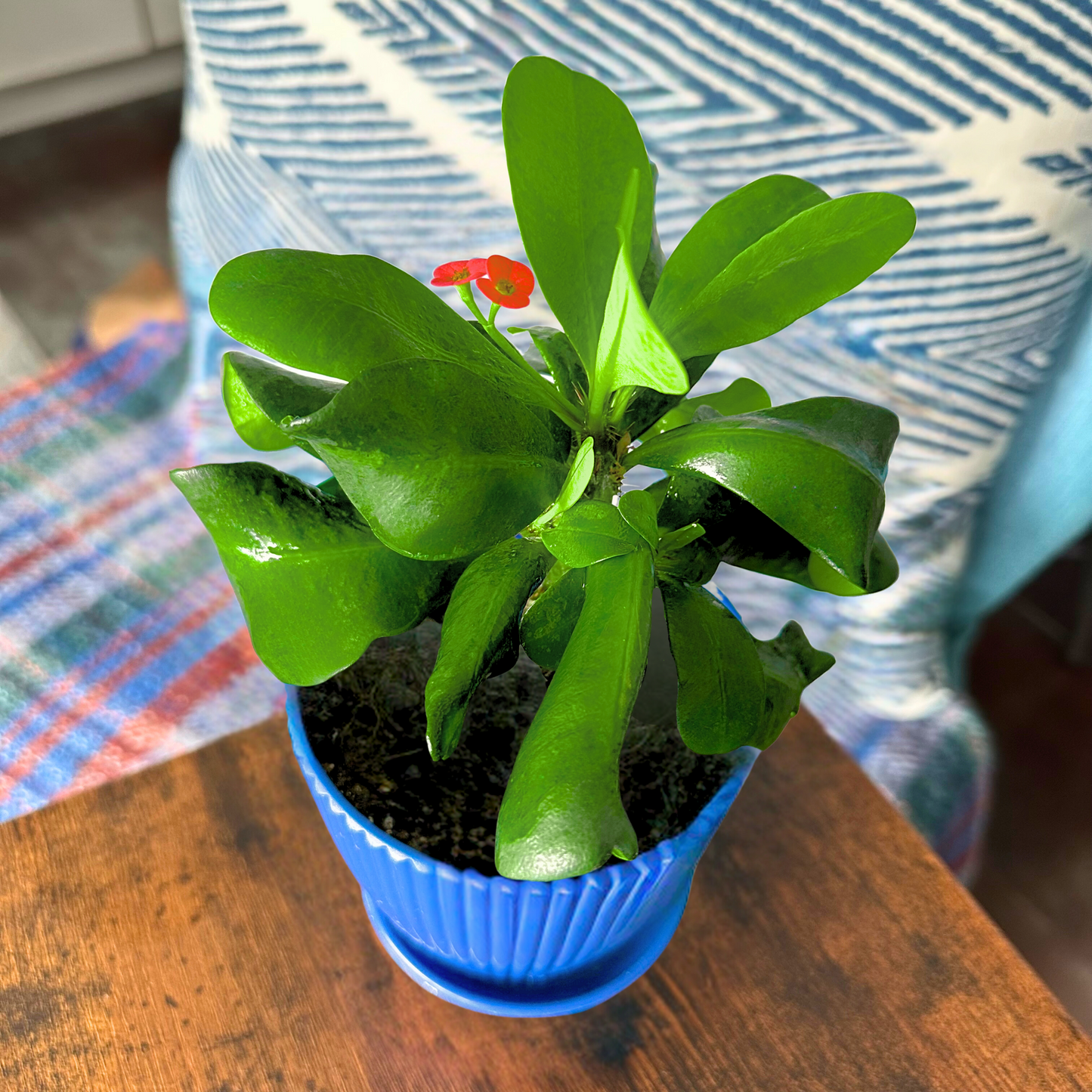 Coroa de espinhos / tamanho “Grower”