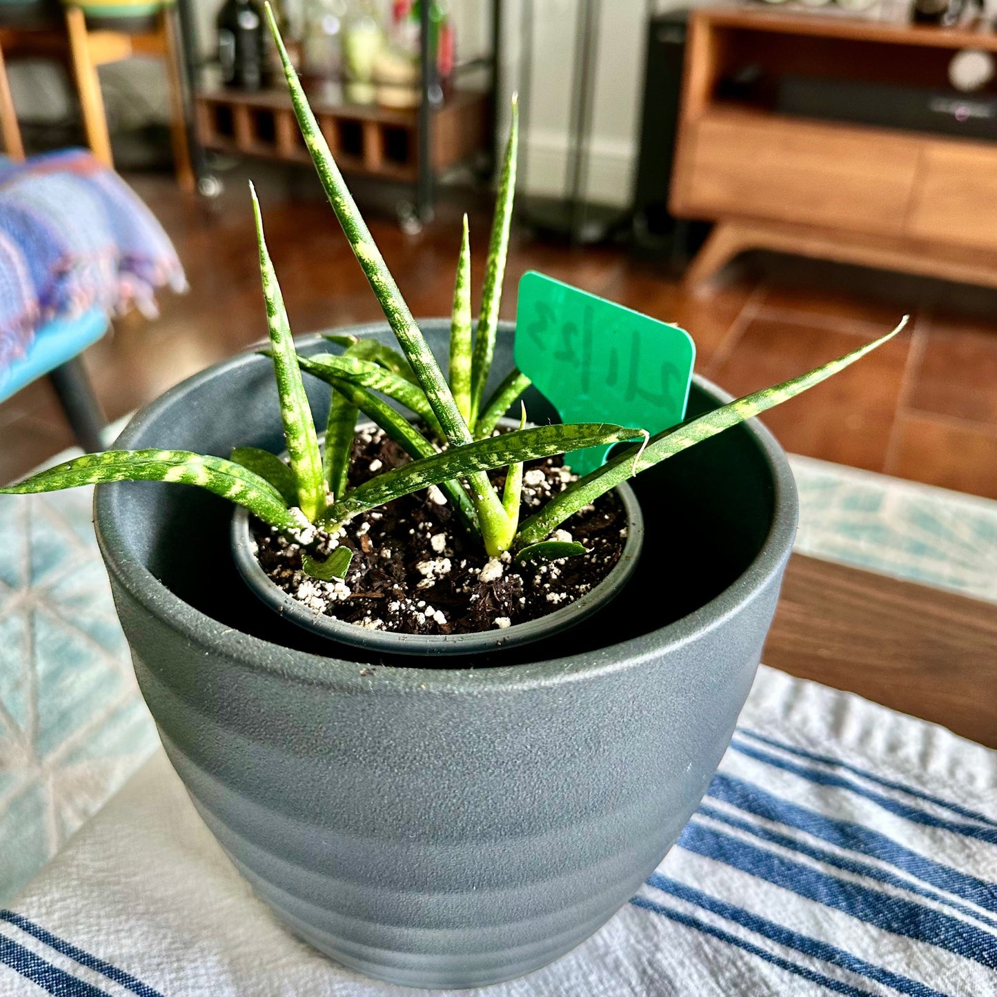 Planta de serpiente cilíndrica / tamaño “cultivador”