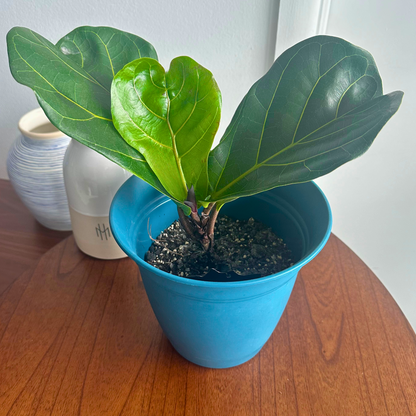 Fiddle Leaf Fig / Tamanho “Grower”