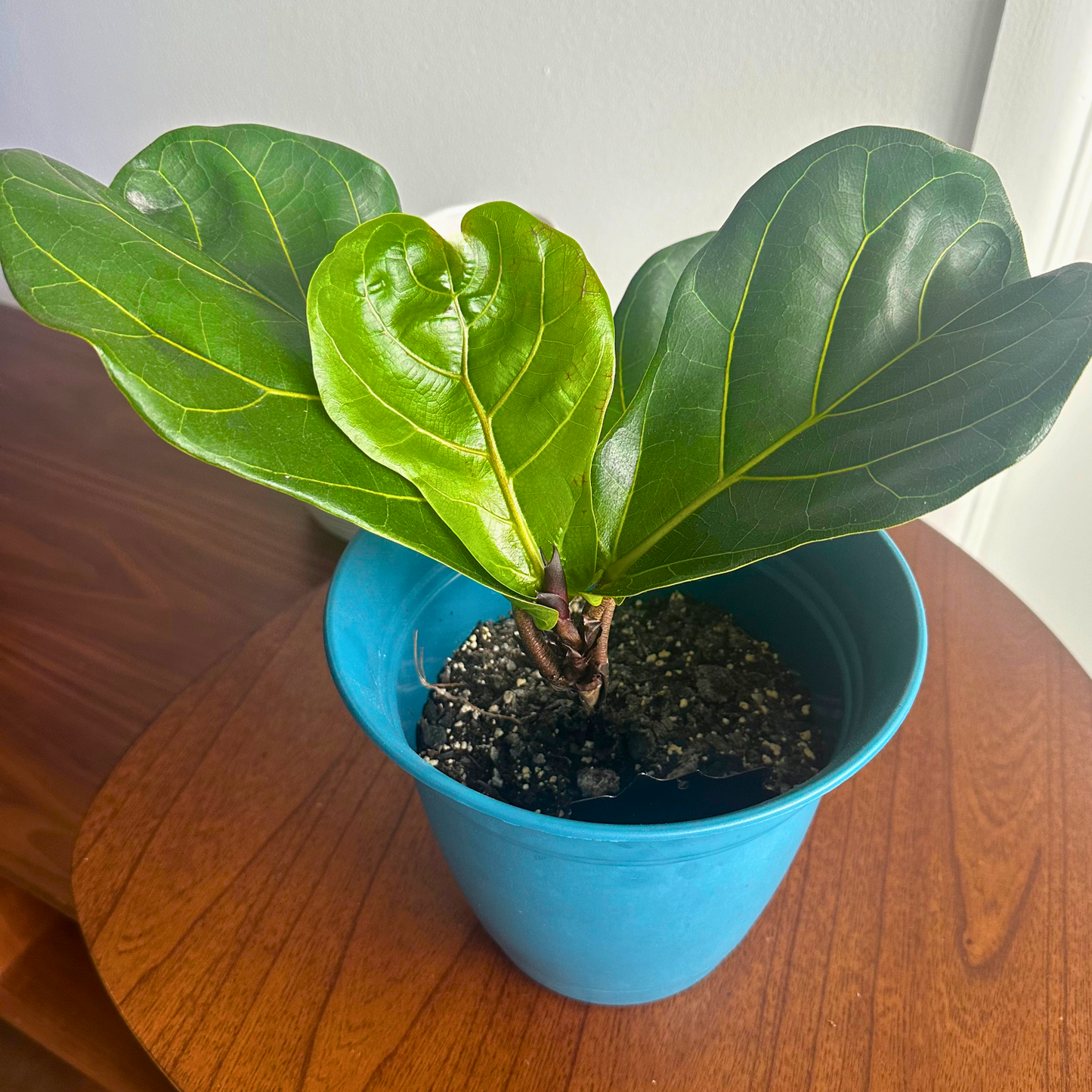 Fiddle Leaf Fig / “Grower” size