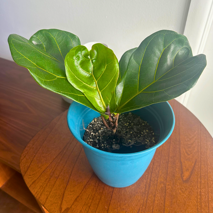 Fiddle Leaf Fig / Tamanho “Grower”