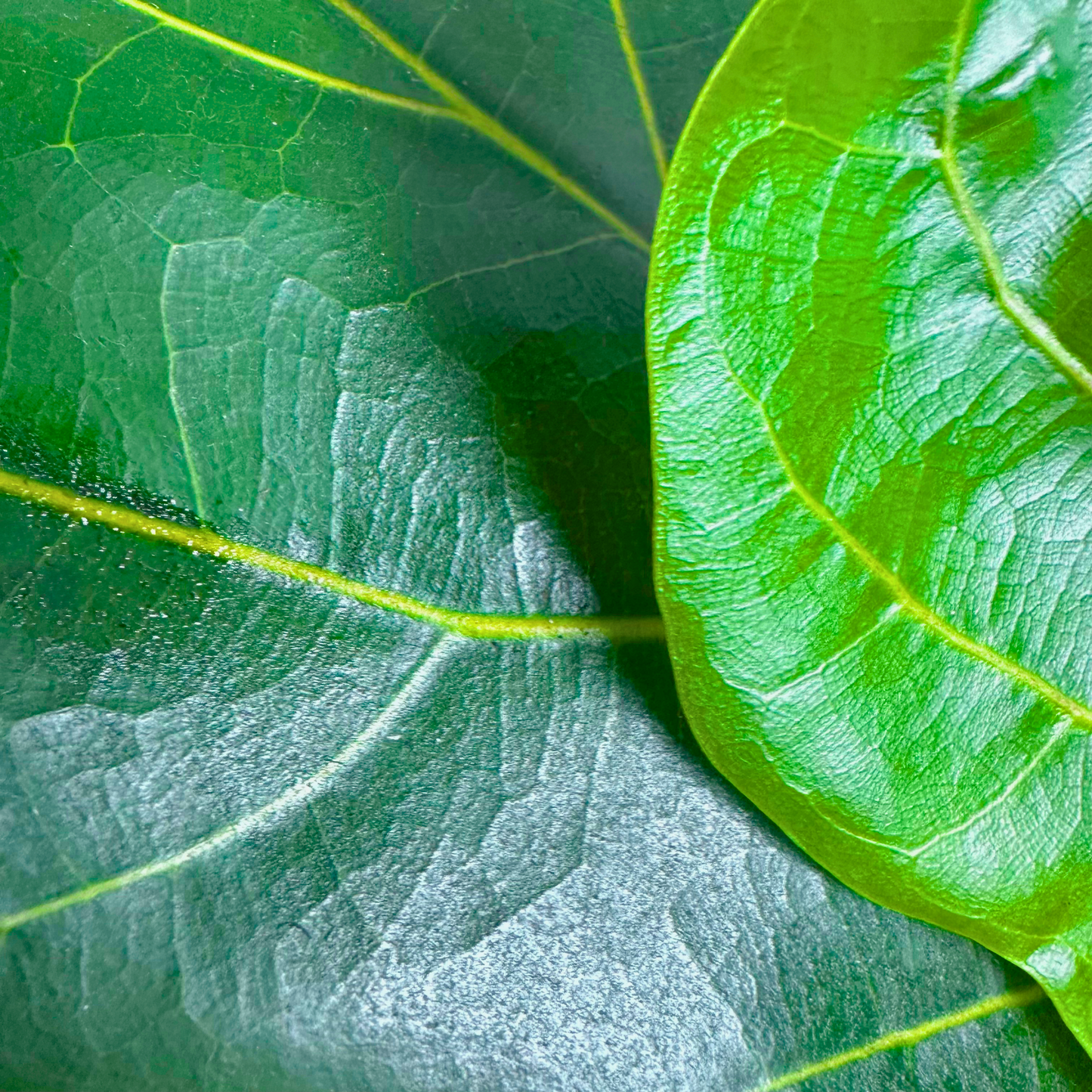 Fiddle Leaf Fig / “Grower” size