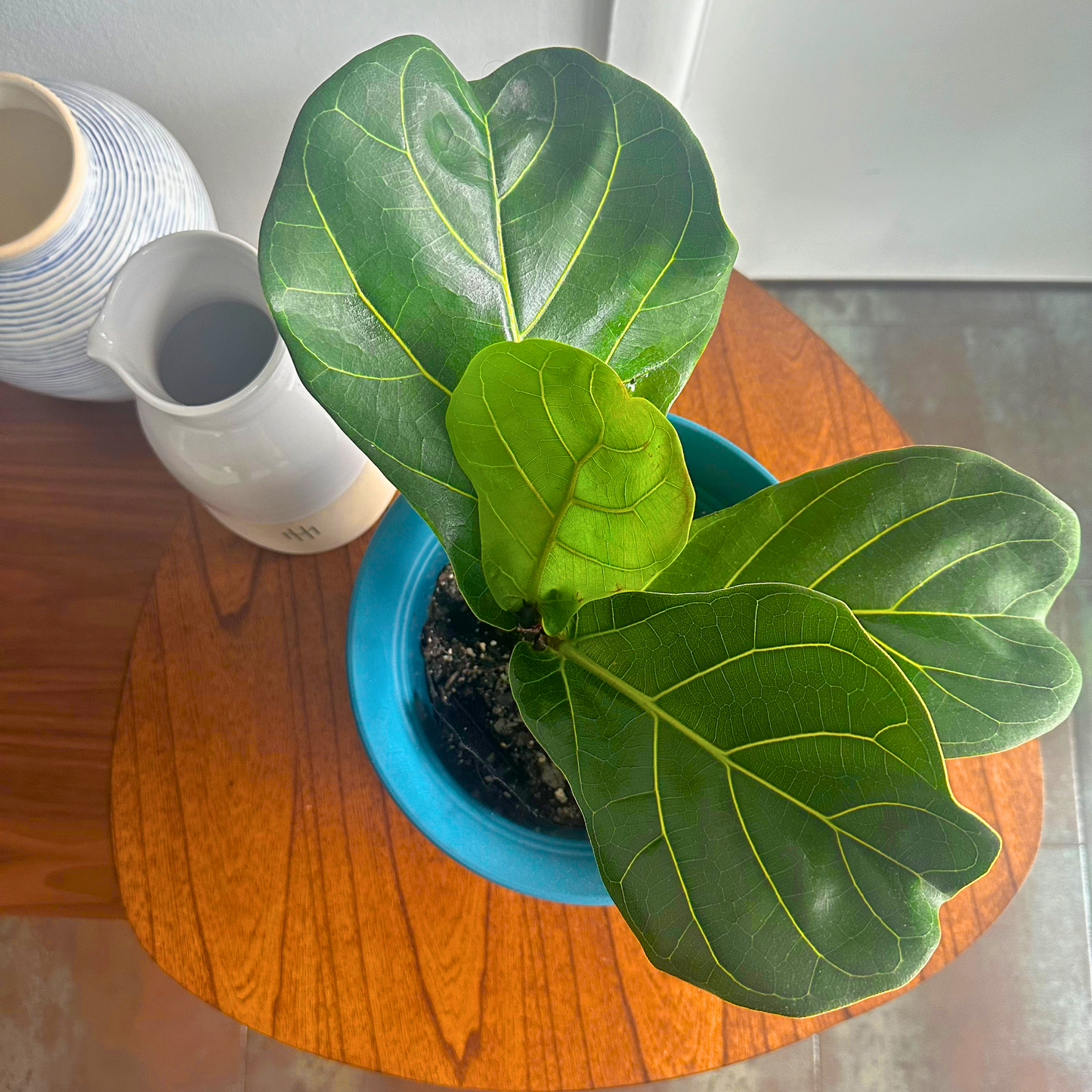 Fiddle Leaf Fig / “Grower” size