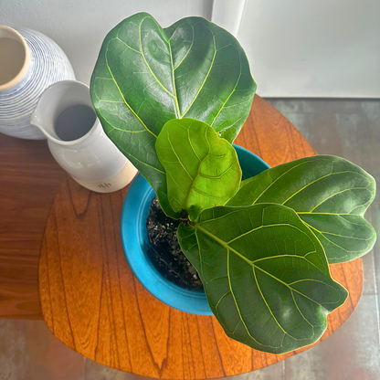 Fiddle Leaf Fig / Tamanho “Grower”