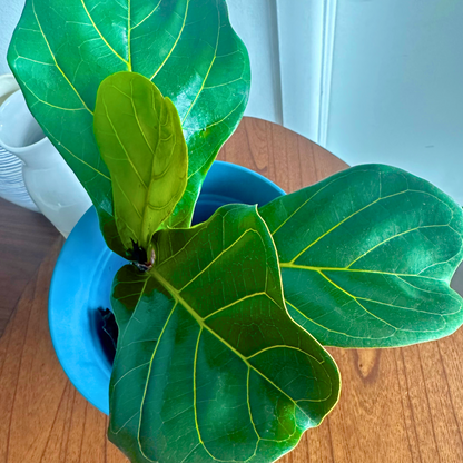 Fiddle Leaf Fig / Tamanho “Grower”