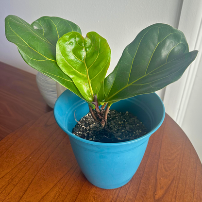 Fiddle Leaf Fig / Tamanho “Grower”