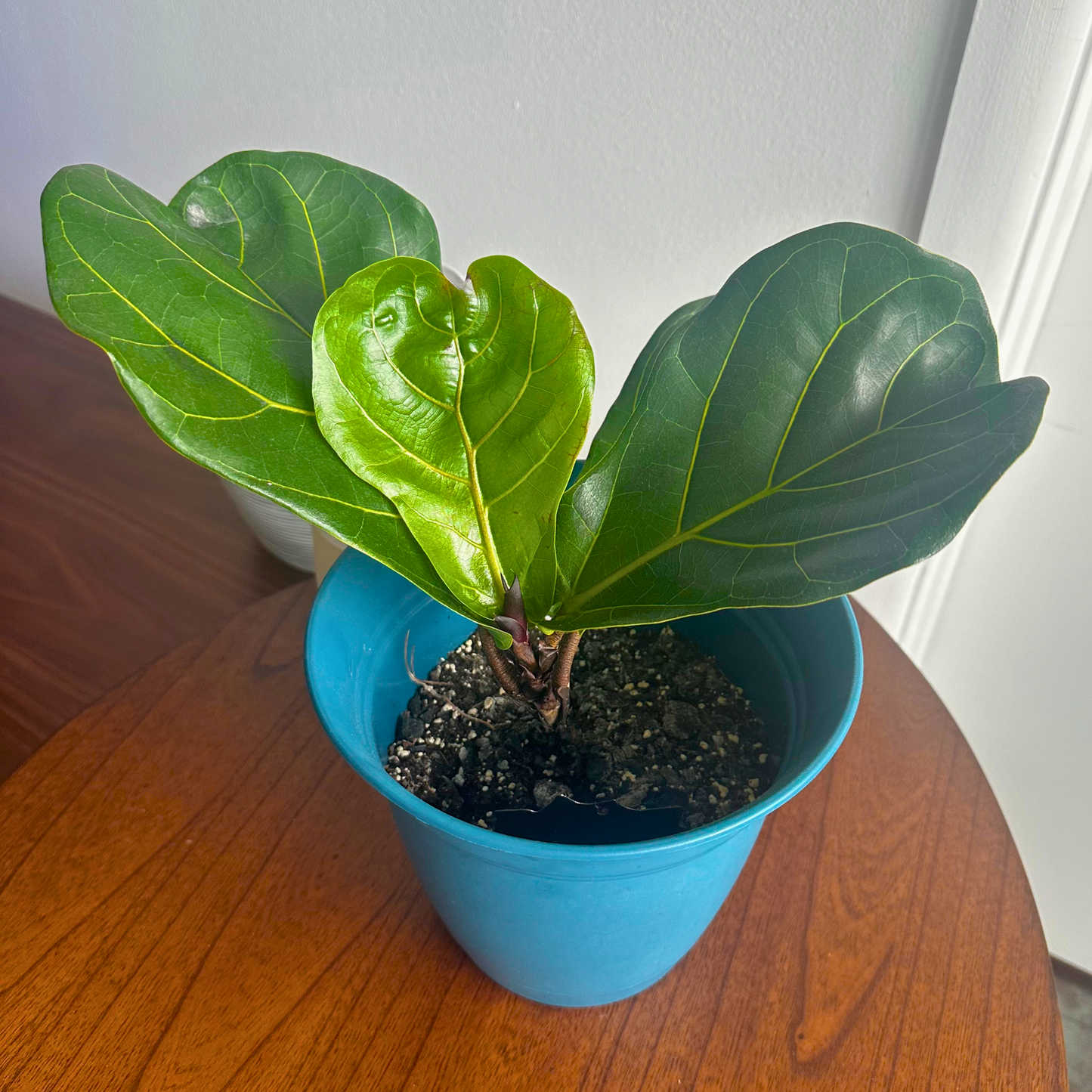 Fiddle Leaf Fig / Tamanho “Grower”