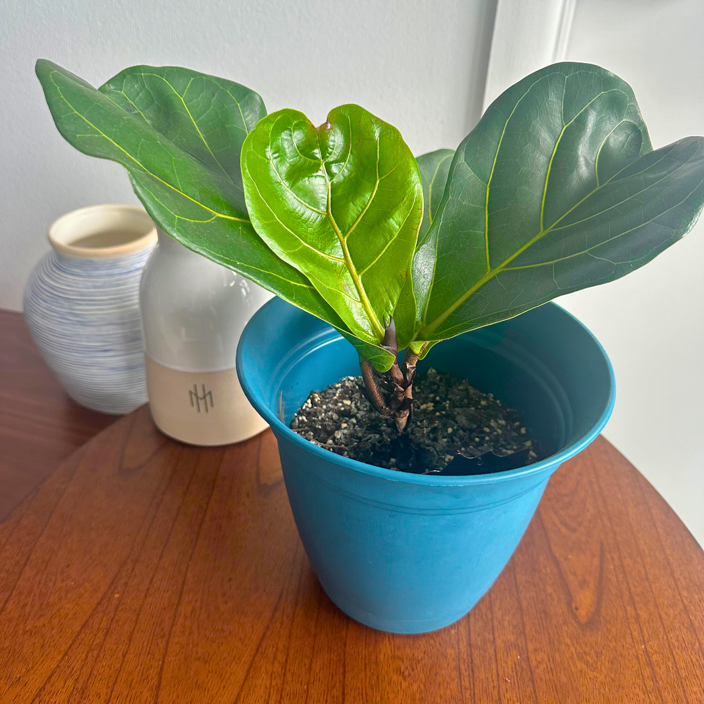 Fiddle Leaf Fig / “Grower” size