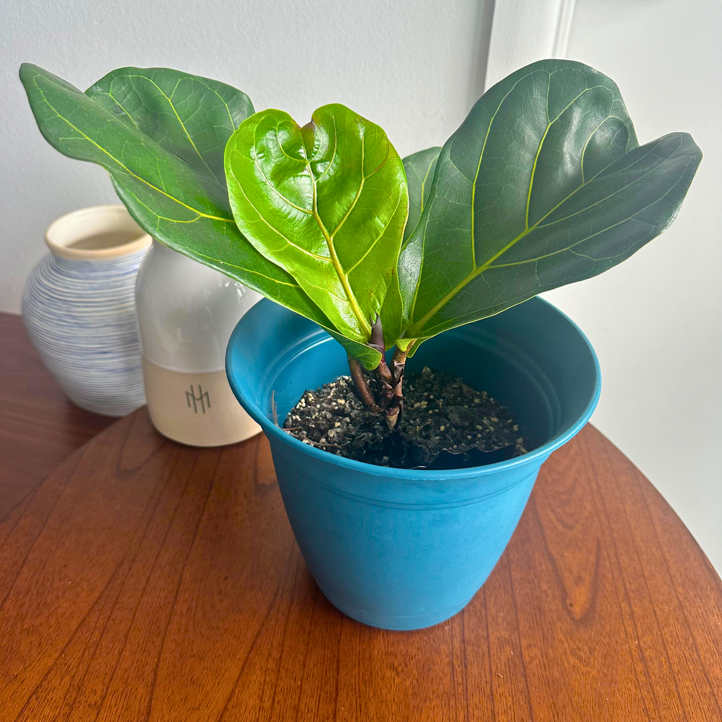 Fiddle Leaf Fig / Tamanho “Grower”