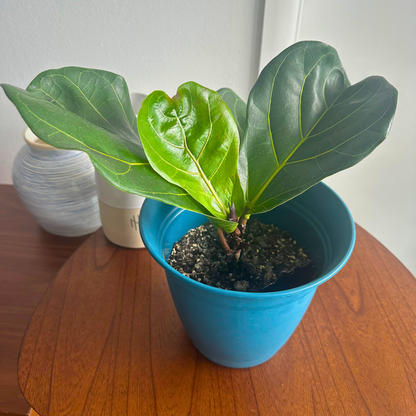 Fiddle Leaf Fig / Tamanho “Grower”