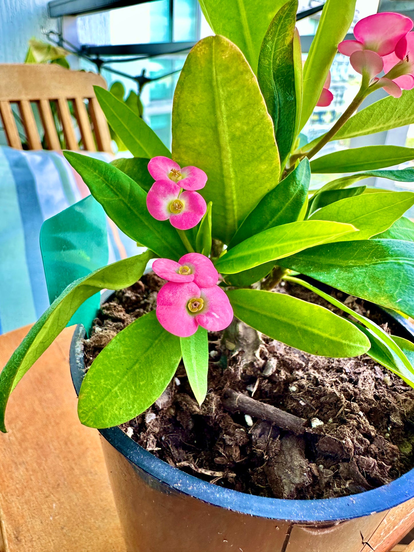 Corona de Espinas / Tamaño “Grower”