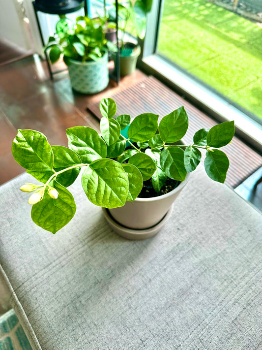 Arabian Tea Jasmine / “Grower” size