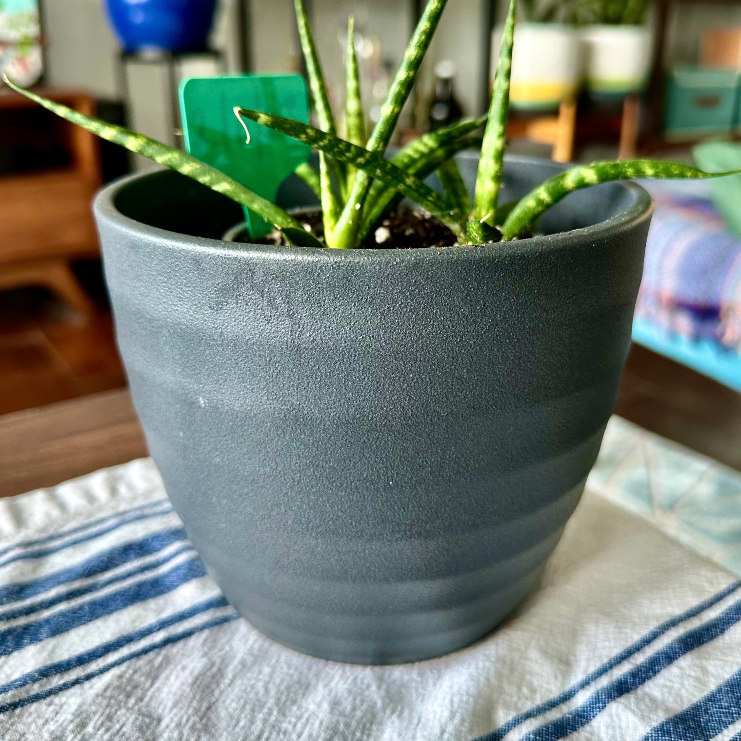 Cylinder Snake Plant / “Grower” size