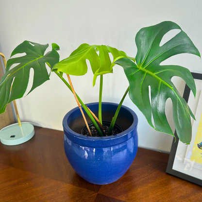 Tamaño Monstera / “Papá”