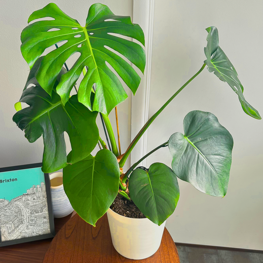 Monstera / “Daddy” size