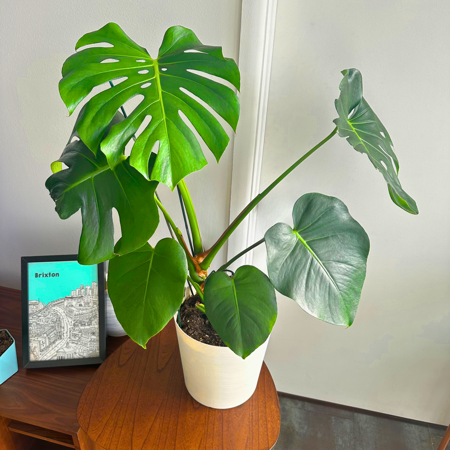 Monstera / “Daddy” size