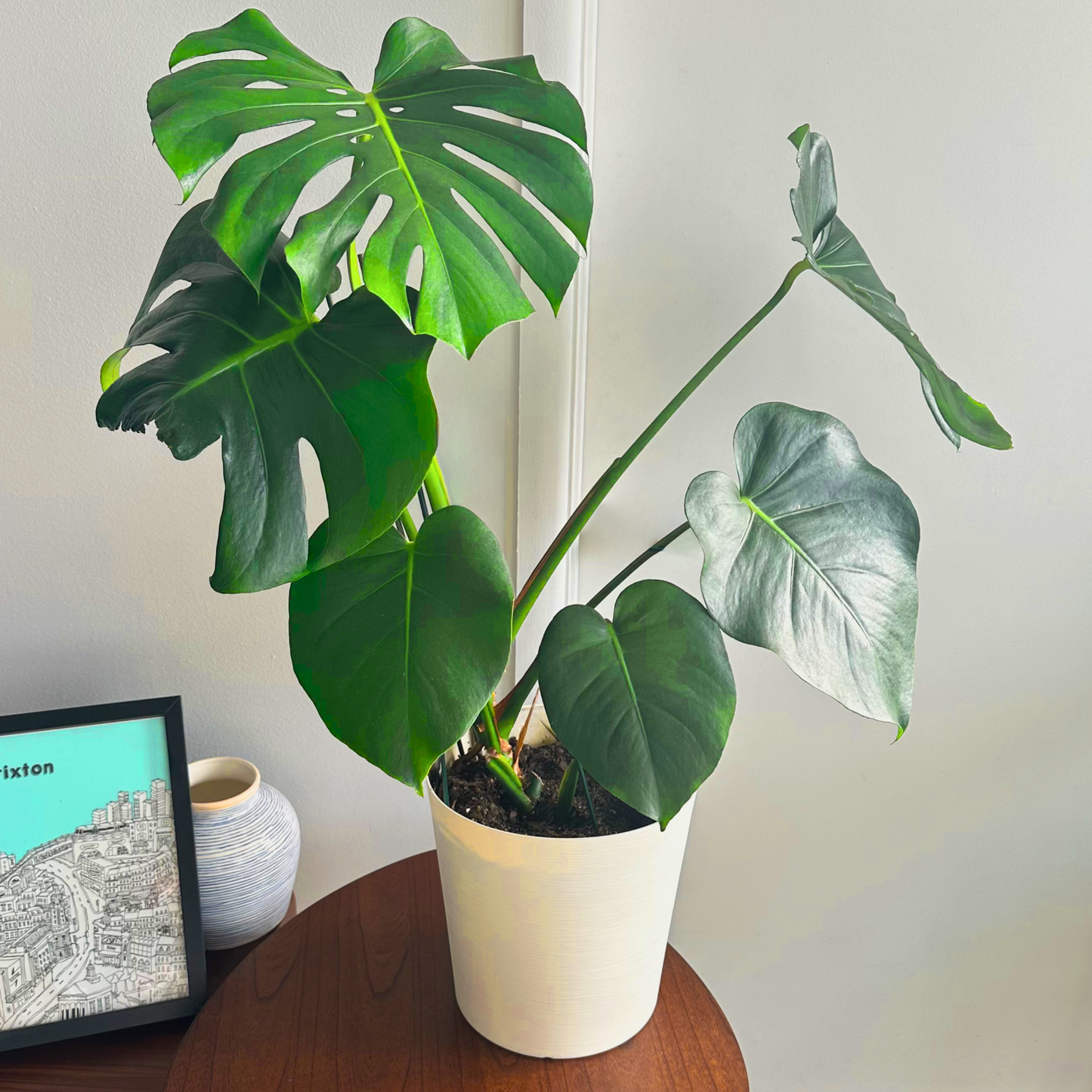 Monstera / “Daddy” size