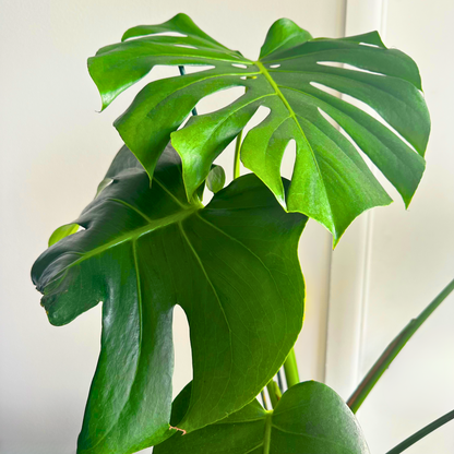 Monstera / “Daddy” size