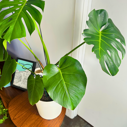 Monstera / “Daddy” size