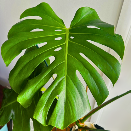 Monstera / “Daddy” size