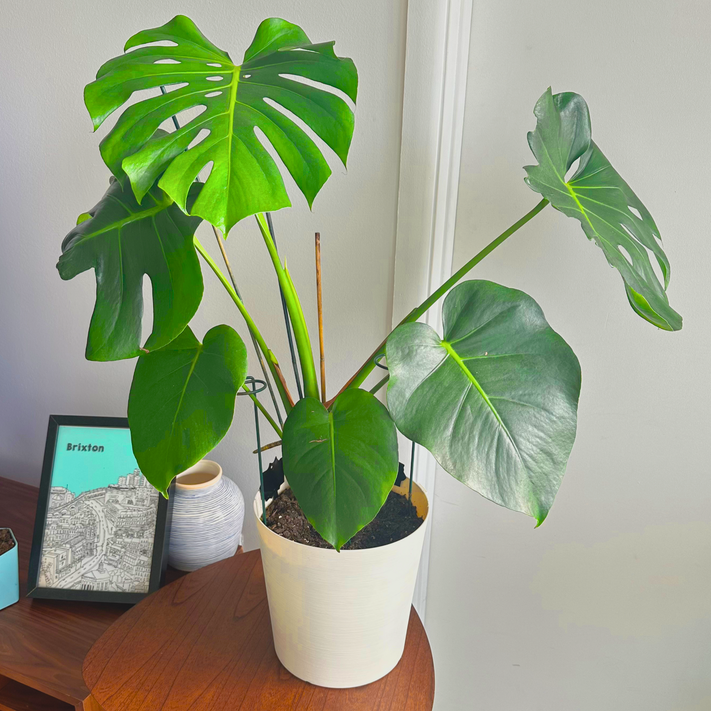 Monstera / “Daddy” size