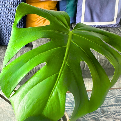 Tamanho Monstera / “Produtor”