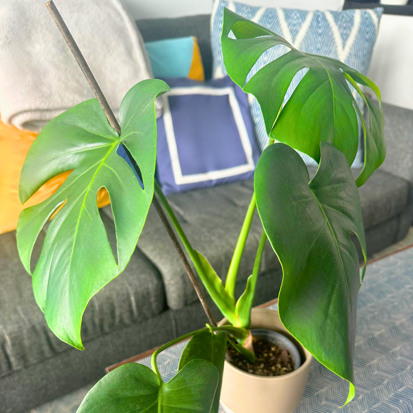 Tamanho Monstera / “Produtor”