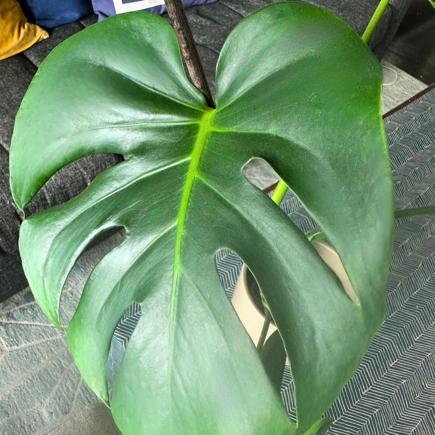 Tamaño Monstera / “Cultivador”