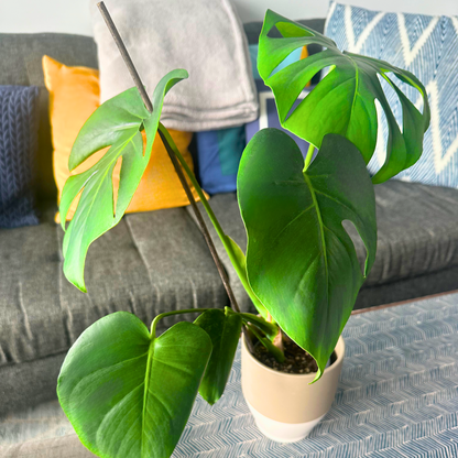 Monstera / “Grower” size