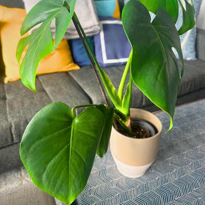 Tamanho Monstera / “Produtor”