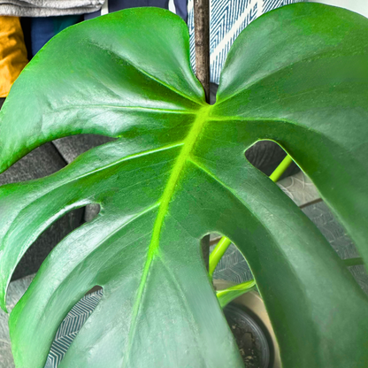 Tamanho Monstera / “Produtor”